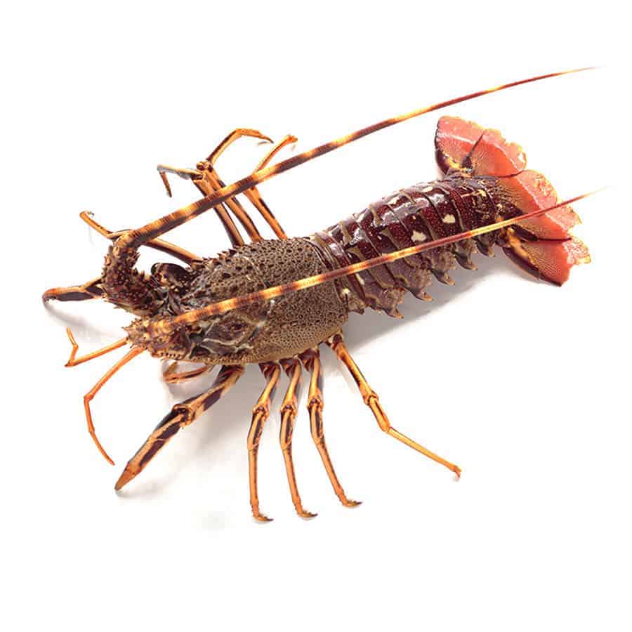 Aragosta