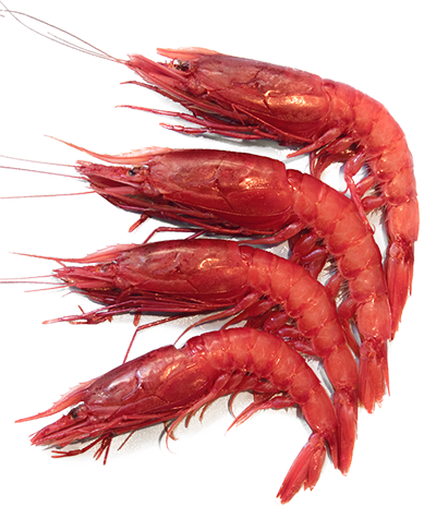 Gambero Rosso