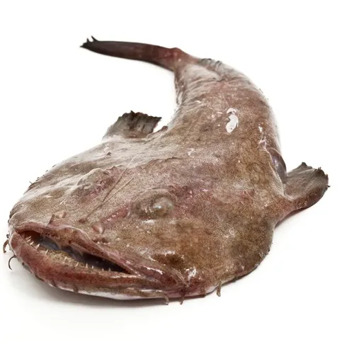 Rana Pescatrice Mediterraneo - immagine 2
