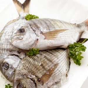 Sarago Maggiore Pescato Ionio